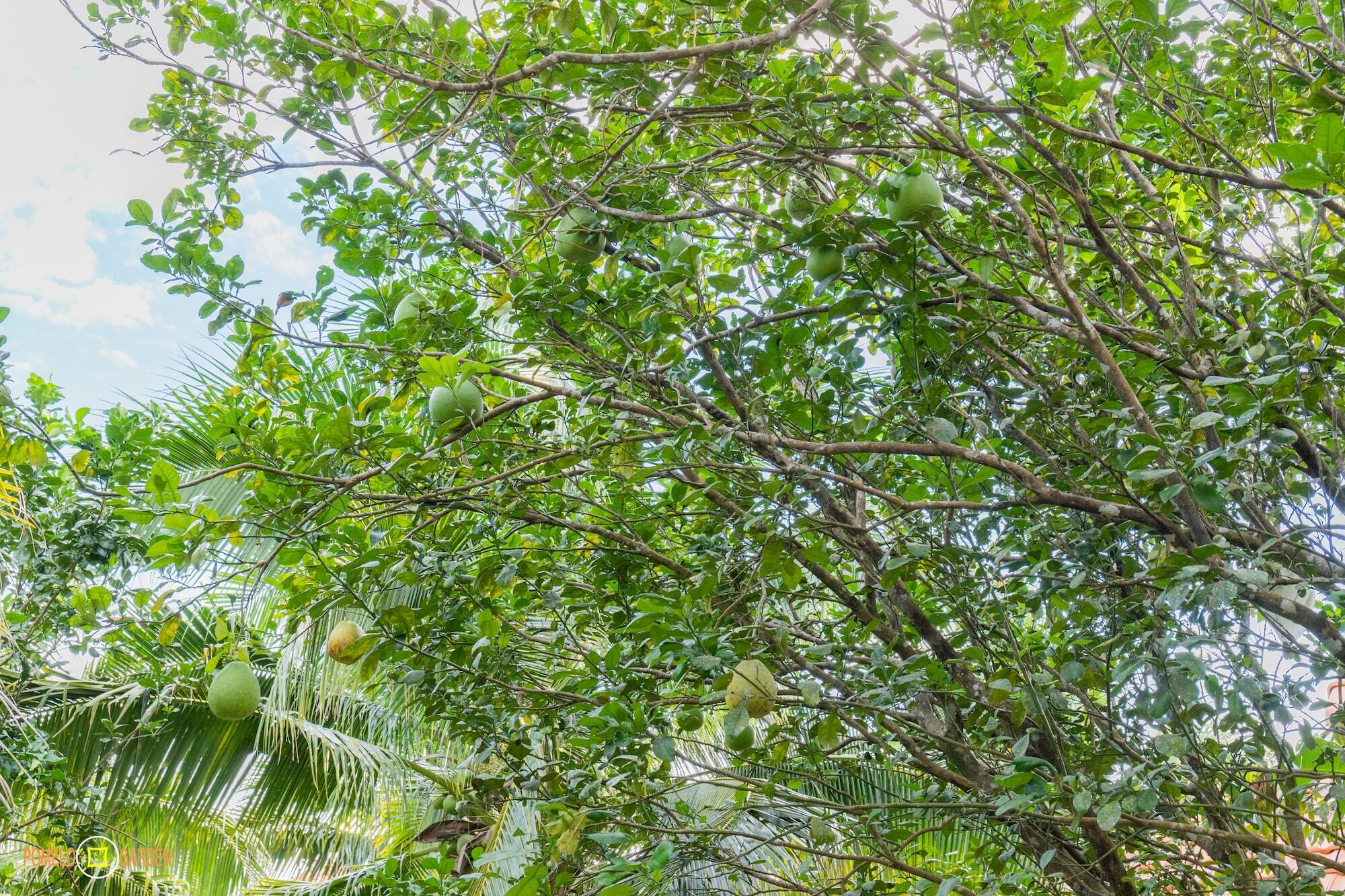 Phu Quoc Pomelo Garden Apartment Luaran gambar