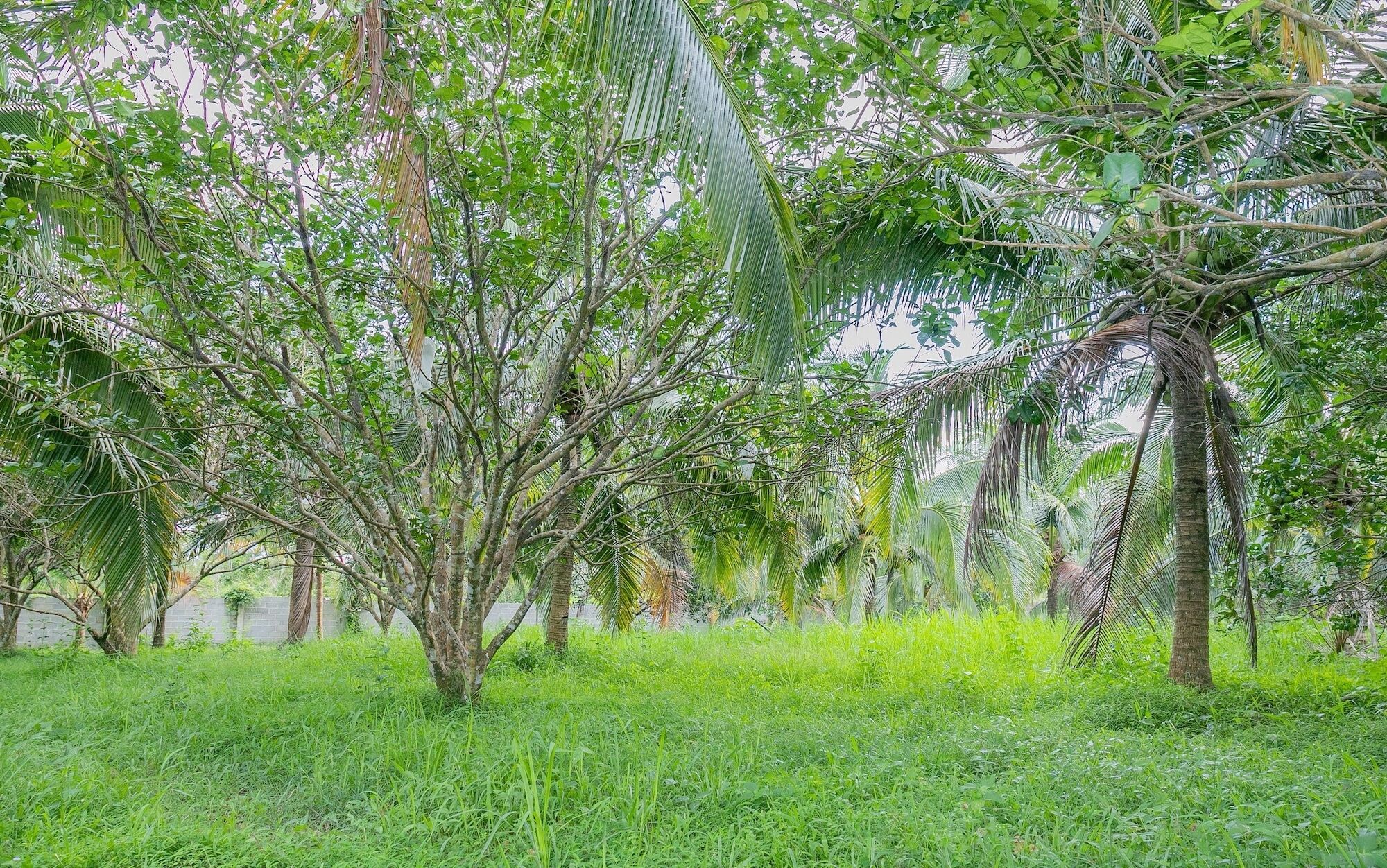 Phu Quoc Pomelo Garden Apartment Luaran gambar